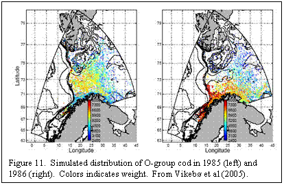 Text Box:  
Figure 11.  Simulated distribution of O-group cod in 1985 (left) and 1986 (right).  Colors indicates weight.  From Vikebø et al (2005).
