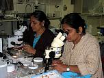 Lalitha_fish_larvae_Sara_ids_mysids_sm2.jpg