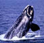 breaching Right Whale