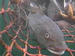 Cod in Net